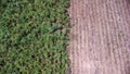 aerial view of a sugar cane field. sugar cane harvesting Royalty Free Stock Photo