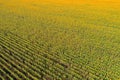 Aerial view of the sunflower field