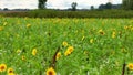 Aerial View of Sunflower Fields in Elkhart with Tracking Shot