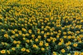 Aerial view of sunflower fields in summer time at sunset time , ecological agriculture Royalty Free Stock Photo