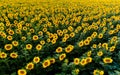 Aerial view of sunflower fields in summer time at sunset time , ecological agriculture Royalty Free Stock Photo