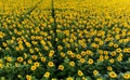 Aerial view of sunflower fields in summer time at sunset time , ecological agriculture Royalty Free Stock Photo