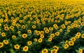 Aerial view of sunflower fields in summer time at sunset time , ecological agriculture Royalty Free Stock Photo