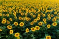 Aerial view of sunflower fields in summer time at sunset time , ecological agriculture Royalty Free Stock Photo