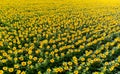 Aerial view of sunflower fields in summer time at sunset time , ecological agriculture Royalty Free Stock Photo