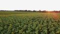 Aerial view of Sunflowers Field. Drone moving across yellow field of sunflowers. Rows of sunflowers on a hill