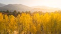 Aerial view. Sunrise Autumn at Nami island ,Seoul Korea.