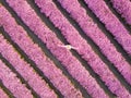 Aerial view of symmetric row of pink chrysanthemum flower farm in full blossom with young woman in white dress walking