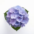 Hydrangea Flowers: Stunning Varieties In Focus Stacking Style