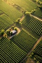 aerial view of a symmetrically planted vineyard