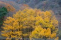 Aerial view of tall yellow trees in Naejangsan National Park, South Korea Royalty Free Stock Photo
