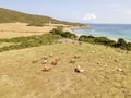 Aerial view of Tamarone beach, Plage de Tamarone, cows grazing on a grassy meadow near the sea. Corsica. France
