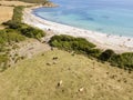 Aerial view of Tamarone beach, Plage de Tamarone, cows grazing on a grassy meadow near the sea. Corsica. France Royalty Free Stock Photo