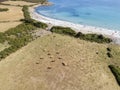 Aerial view of Tamarone beach, Plage de Tamarone, cows grazing on a grassy meadow near the sea. Corsica. France
