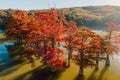 Aerial view of Taxodium distichum with red needles in river. Autumnal swamp cypresses at lake Royalty Free Stock Photo