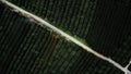 Aerial view of tea bushes next to each other in symmetrical lines