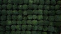 Aerial view of tea bushes next to each other in symmetrical lines