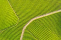 Aerial view of tea farm