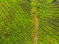 Aerial view of Tea plantation, Shot from drone Royalty Free Stock Photo