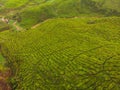 Aerial view of Tea plantation, Shot from drone Royalty Free Stock Photo