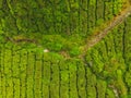 Aerial view of Tea plantation, Shot from drone Royalty Free Stock Photo