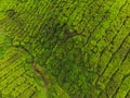 Aerial view of Tea plantation, Shot from drone Royalty Free Stock Photo