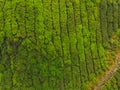 Aerial view of Tea plantation, Shot from drone Royalty Free Stock Photo