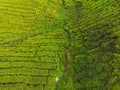 Aerial view of Tea plantation, Shot from drone Royalty Free Stock Photo