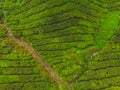 Aerial view of Tea plantation, Shot from drone Royalty Free Stock Photo