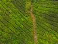 Aerial view of Tea plantation, Shot from drone Royalty Free Stock Photo