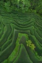 Aerial view of Tegallalang Bali rice terraces Royalty Free Stock Photo