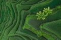 Aerial view of Tegallalang Bali rice terraces Royalty Free Stock Photo