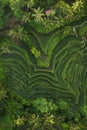 Aerial view of Tegallalang Bali rice terraces