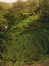 Aerial view of Tegallalang Bali rice terraces on Bali, Indonesia Royalty Free Stock Photo