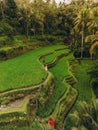 Aerial view of Tegallalang Bali rice terraces on Bali, Indonesia Royalty Free Stock Photo
