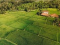 Aerial view of Tegallalang Bali rice terraces on Bali, Indonesia Royalty Free Stock Photo