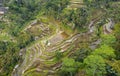 Aerial View of Tegallalang Rice Terrace. Ubud Bali - Indonesia Royalty Free Stock Photo