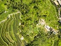 Aerial view of terrace paddy field Royalty Free Stock Photo