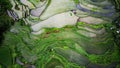 Aerial view of terraced rice fields half filled with water, half started to grow