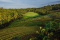 Aerial view of terraces and palms with morning light. Countryside with fields in Bali island Royalty Free Stock Photo