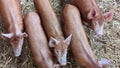 An aerial view of a group of pigs standing together in their pen