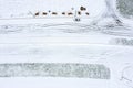 Aerial view of tire tracks in snow-covered  road Royalty Free Stock Photo