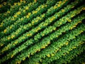 Aerial view to blooming sunflower field, directly above shoot