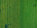 Aerial view to blooming sunflower field, natural texture, direct