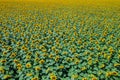 aerial view to blooming sunflowers field