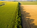 Aerial view to golden field and sunflower field with shadow Royalty Free Stock Photo