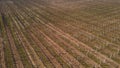 Aerial view to huge a vineyard during spring time, wine concept Royalty Free Stock Photo