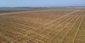 Aerial view to huge a vineyard during spring time, wine concept Royalty Free Stock Photo