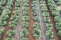 Aerial view to olive garden, rows of trees from above