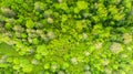 Aerial view top down directly above lush forest trees. View of the tree tops. Habitat for wild animals and endangered animal Royalty Free Stock Photo